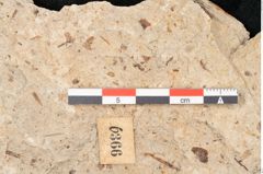 Foto (Detailansicht) von Quercus palaeoilex Ettingshausen (NHMW-GEO-2024-0188-6366)